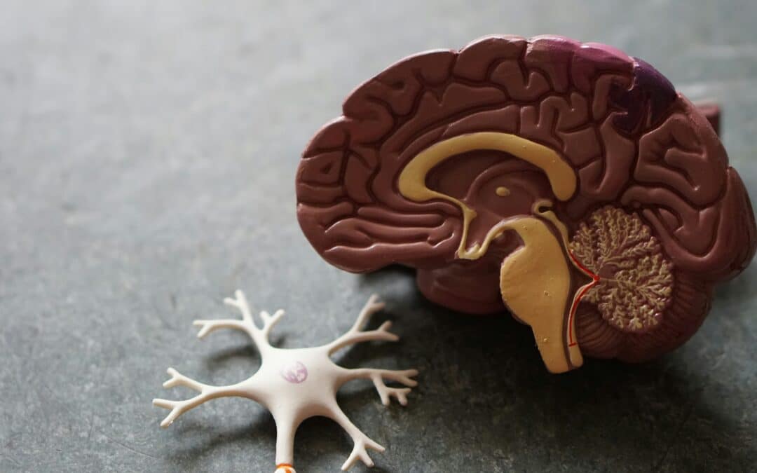 Similarities and differences between DRPLA and Huntington’s disease